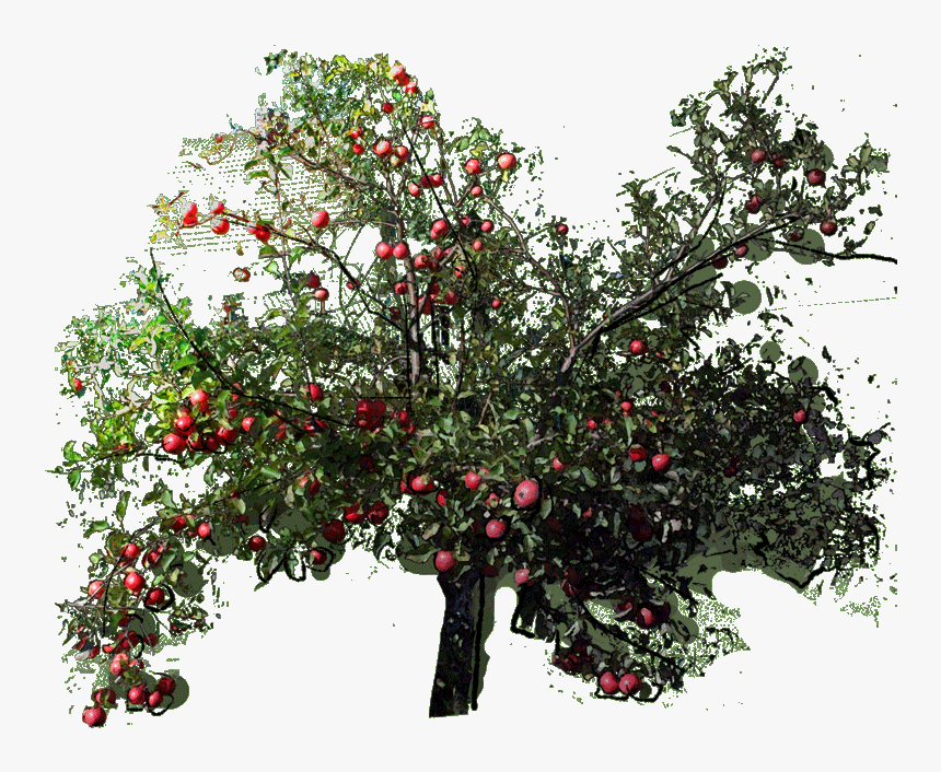 19 249601 Monstera Deliciosa L 23 Jan - Apple, HD Png Download