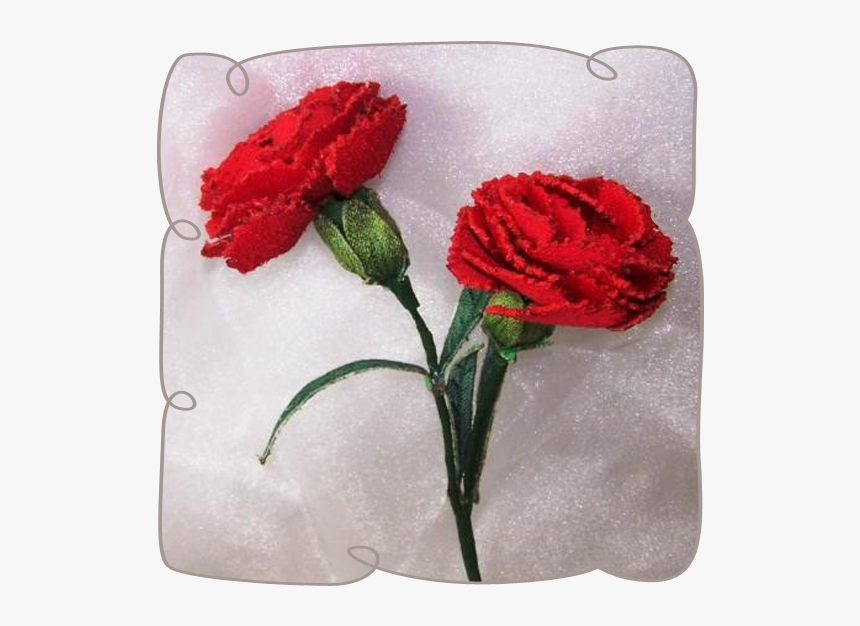 Carnation, HD Png Download