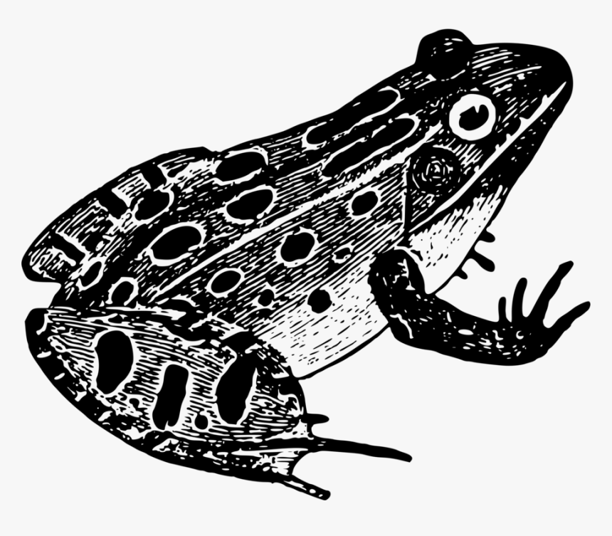 Northern Leopard Frog,toad,true Frog - Black And White Frog Png, Transparent Png