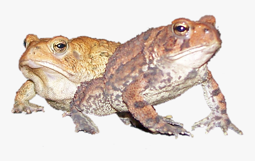 Image - Eastern Spadefoot, HD Png Download