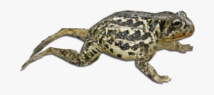 Eastern Spadefoot, HD Png Download