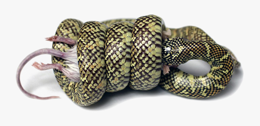 Snake Png Image Background - Snake Constriction, Transparent Png