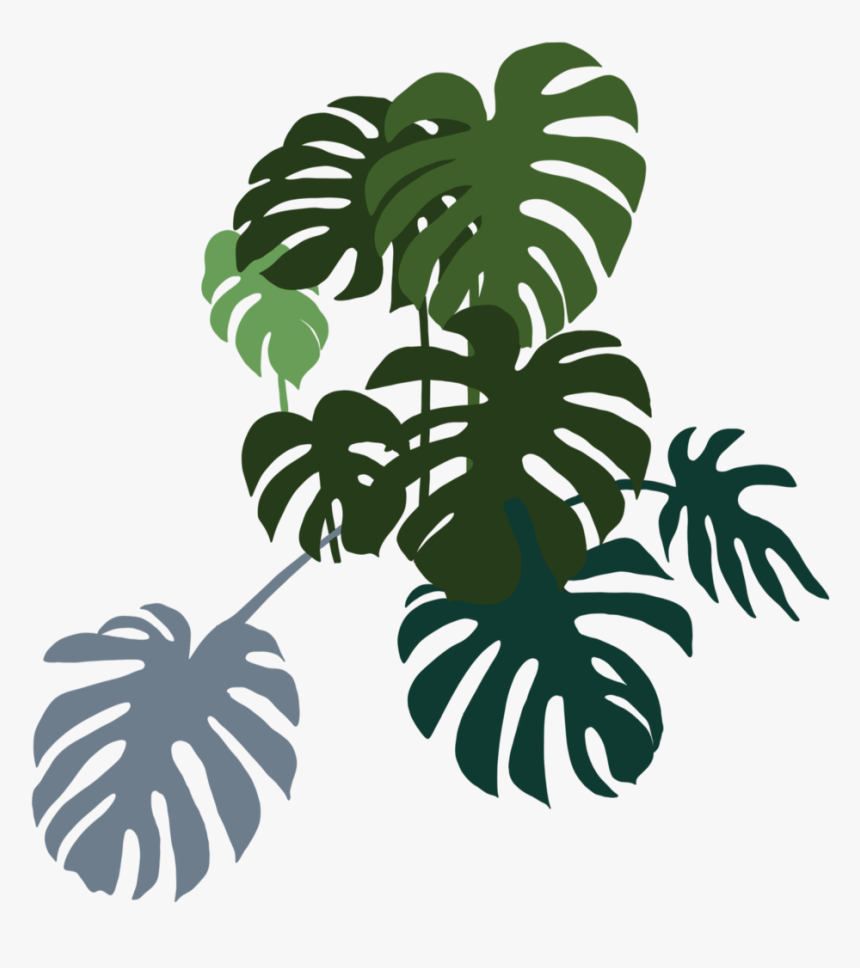 Monstera Bunch Left - Green Plants Indoor, HD Png Download