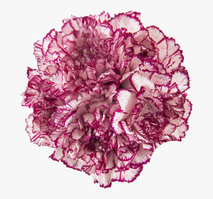 Wild Cabbage, HD Png Download