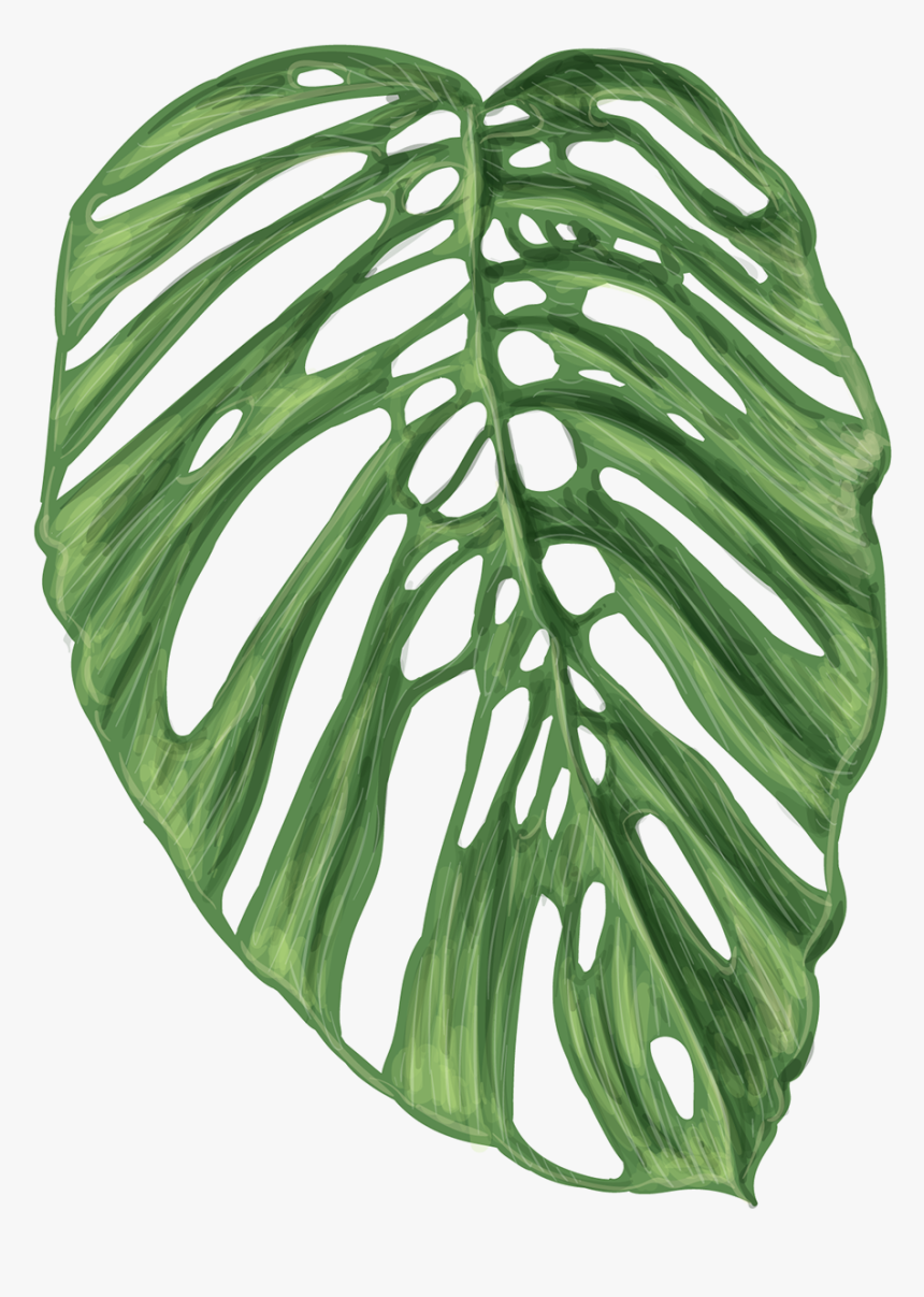 Exotic Leaves Transparent Png, Png Download