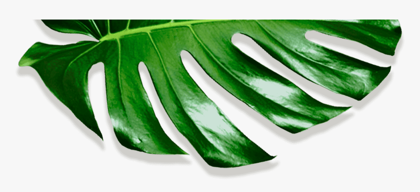 Movadex Design Agency Green Monstera Leaf Decoration - Okra, HD Png Download