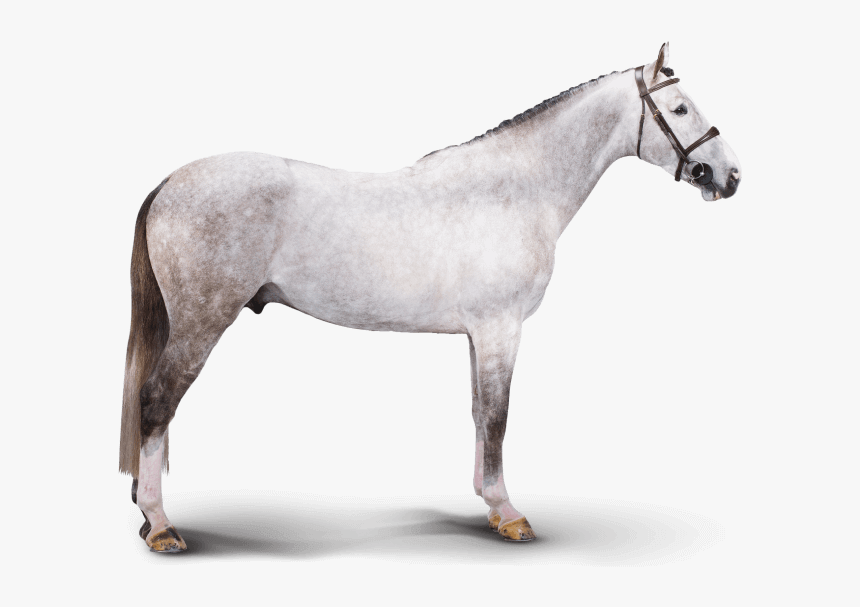 Chicago Chicago - Stallion, HD Png Download