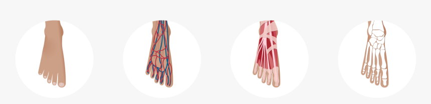 Footanatomy - Illustration, HD Png Download