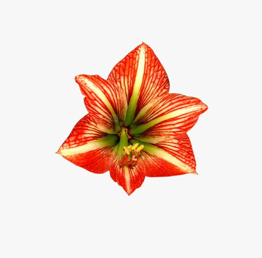 Lily, HD Png Download