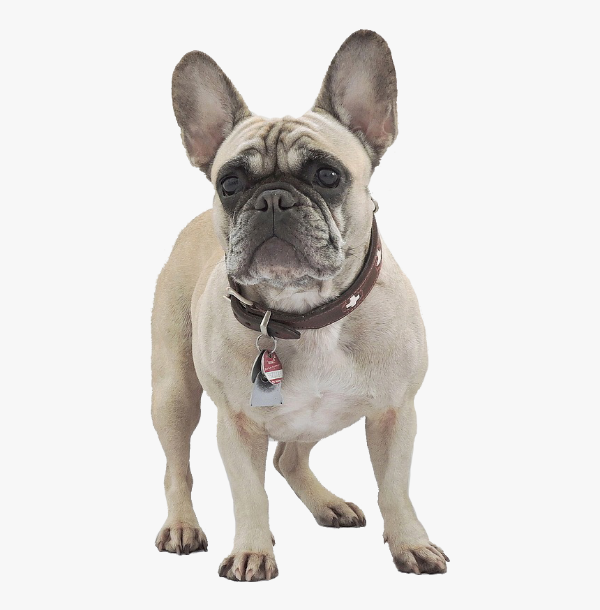 French Bulldog Temperament, HD Png Download