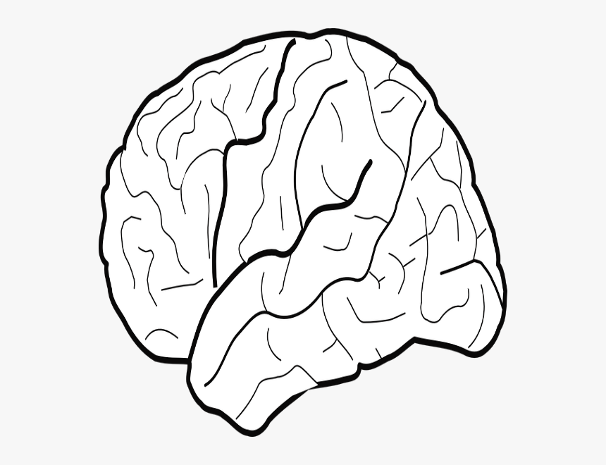 - White Brain Clip Art , Png Download - White Brain Clip Art, Transparent Png