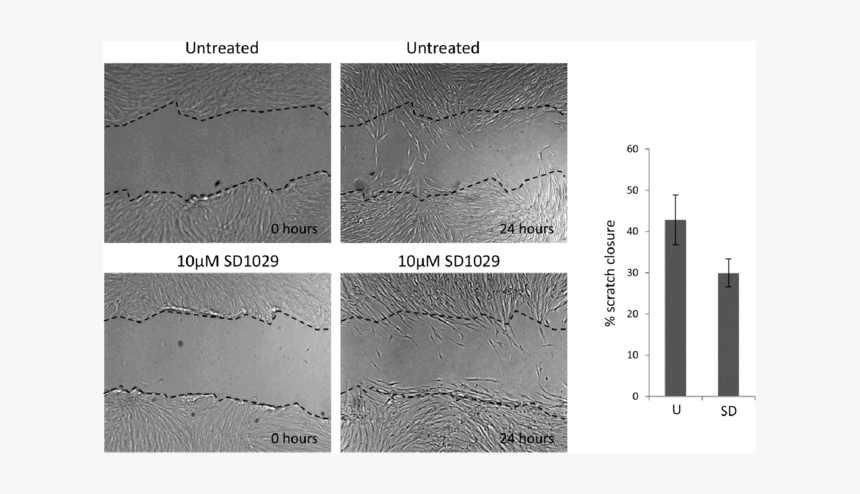 Diagram, HD Png Download
