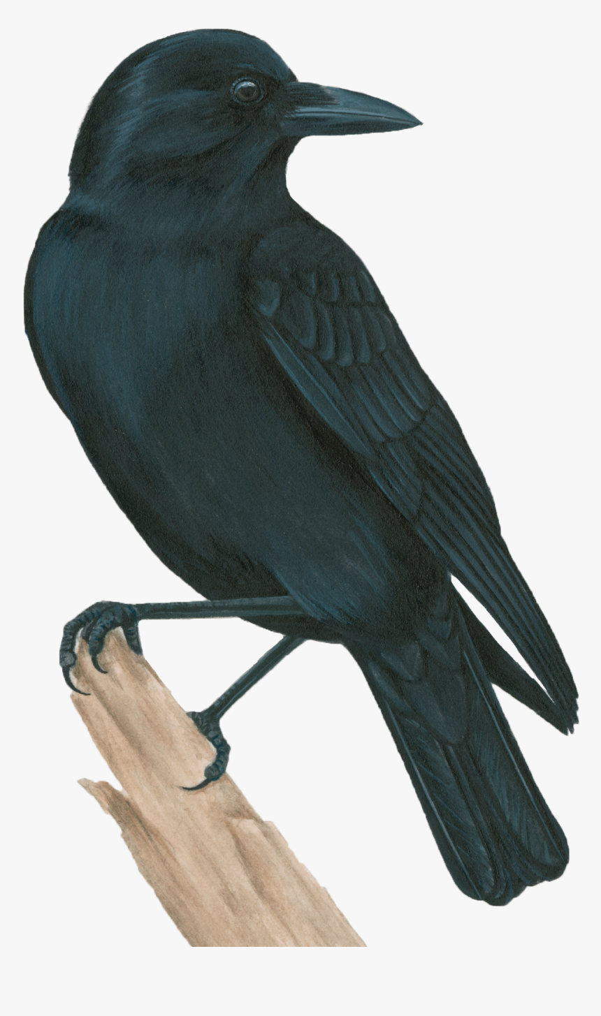American Crow, HD Png Download