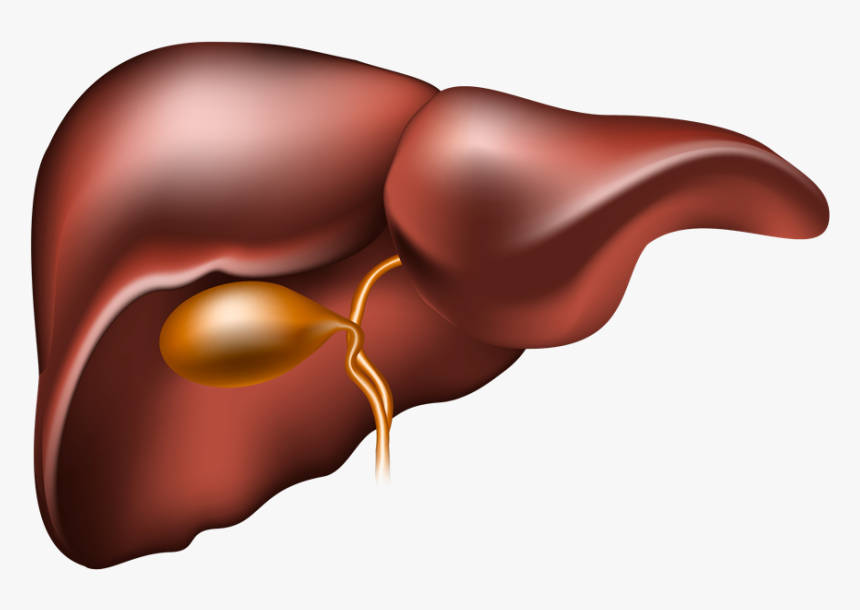 Liver Clipart Liver Disease - Do We Need Liver Protection, HD Png Download