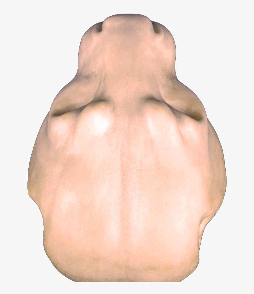 150# Mountain Lion Head - Lion Head Top View, HD Png Download