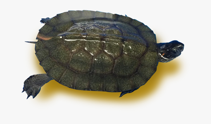 Pseudemys Concinna Concinna, HD Png Download