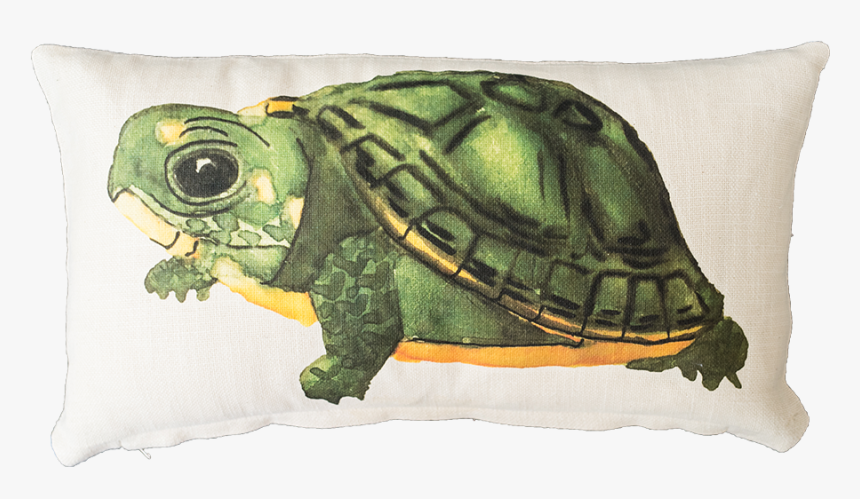 Baby Box Turtle - Galápagos Tortoise, HD Png Download