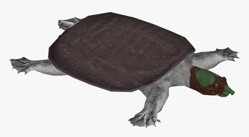 Indian Peacock Softshell Turtle - Tortoise, HD Png Download