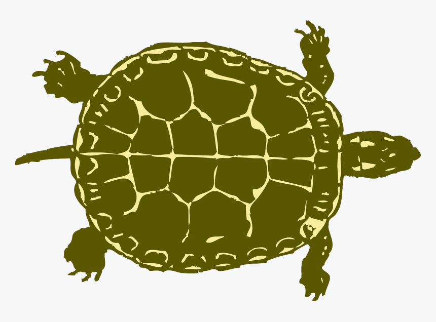 Turtle Tank Size Calculator - Tortoise, HD Png Download