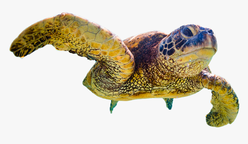Website Design - Hawksbill Sea Turtle, HD Png Download