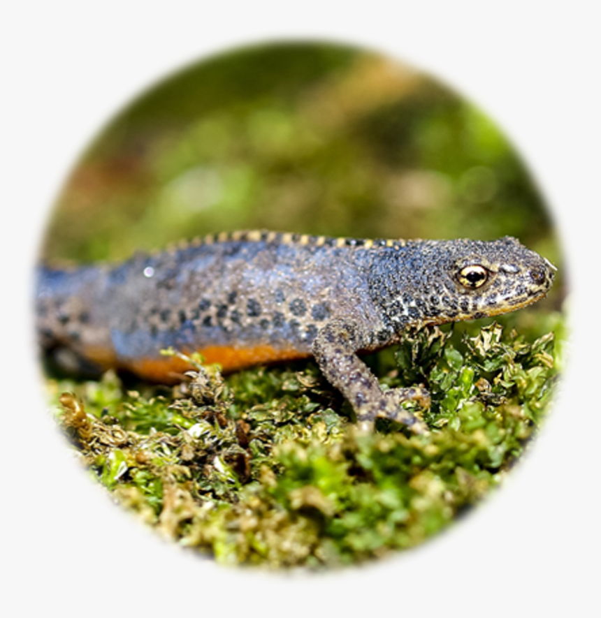 Great Crested Newt Identification Edna - Alligator Lizard, HD Png Download