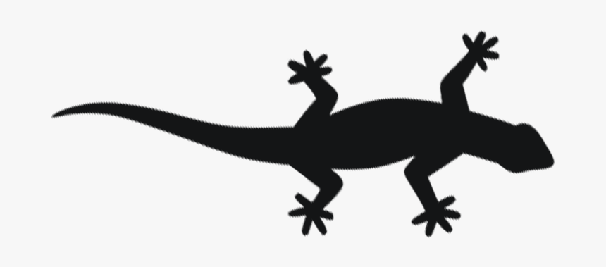 Newt2 - Gecko, HD Png Download