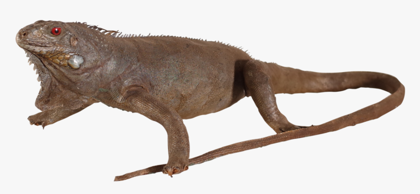 Taxidermy Iguana - Chinese Warty Newt, HD Png Download