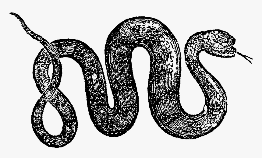 Snake, HD Png Download