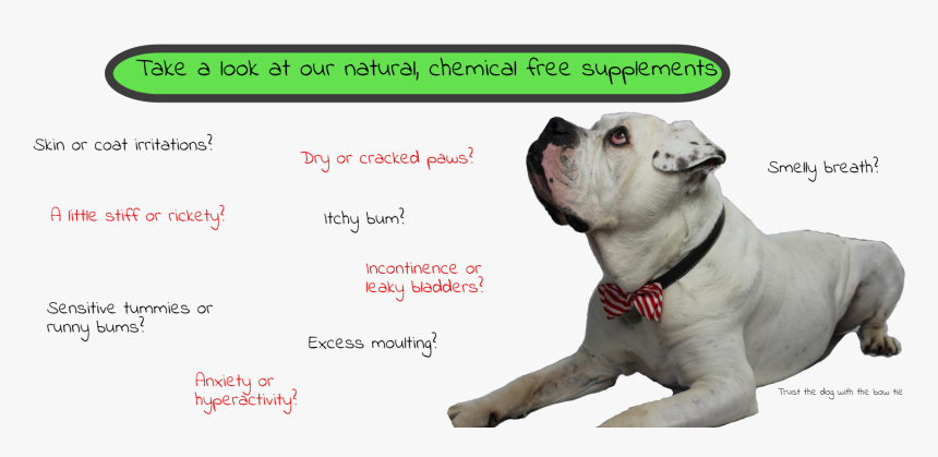 Dogmeat Png , Png Download - Dog Catches Something, Transparent Png