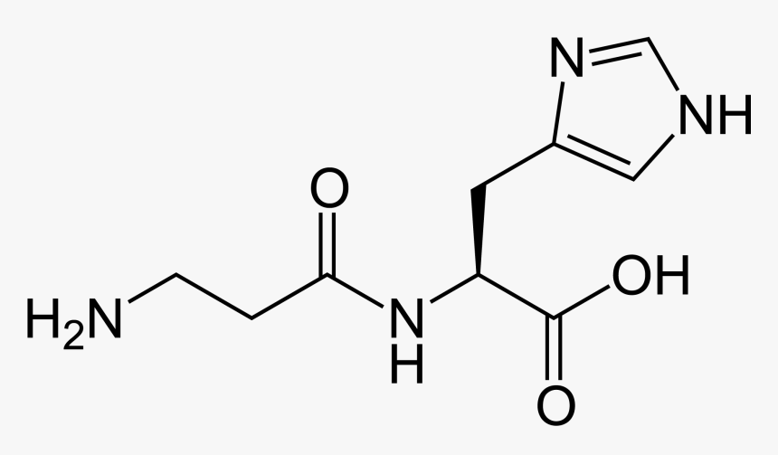 Carnosine 2d Skeletal - Structure Of An Antioxidant, HD Png Download