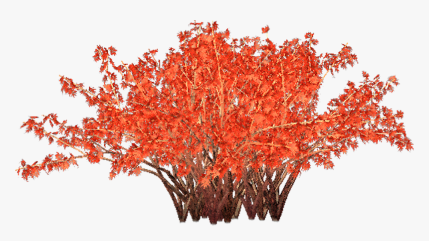 Bush.png, Transparent Png