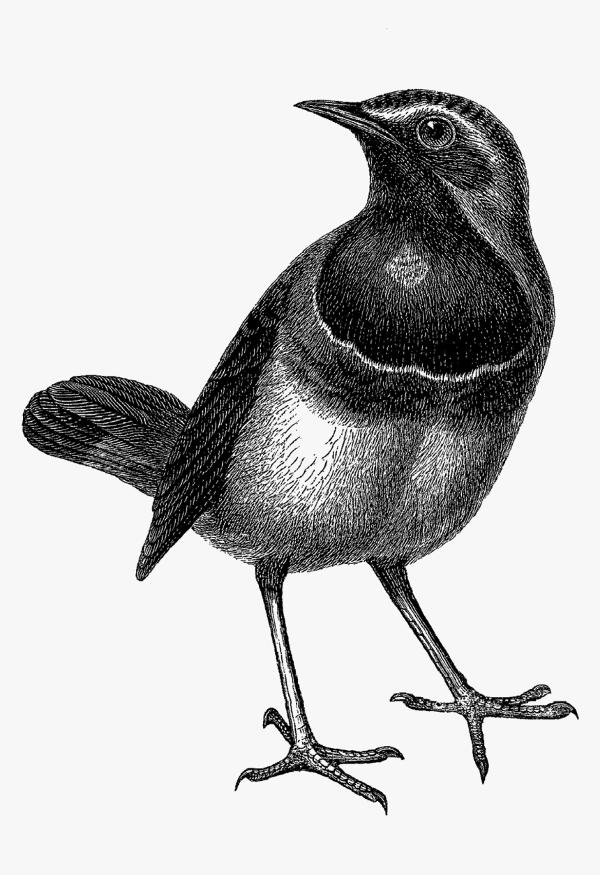 Bird With Crown, HD Png Download