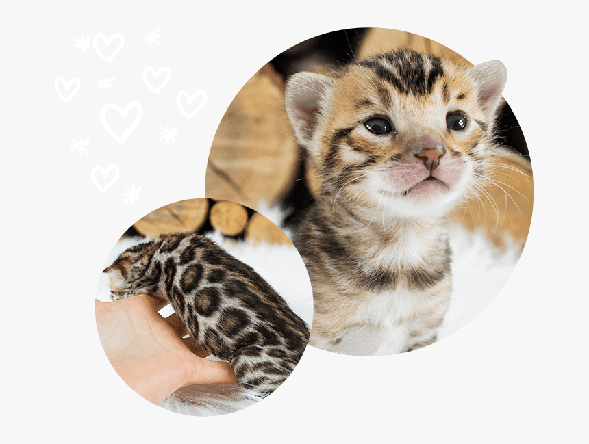 Brown Cats For Sale Wild Sweet Bengals - Kitten, HD Png Download