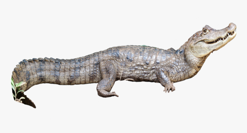 Caiman Crocodilus2 - Nile Crocodile, HD Png Download