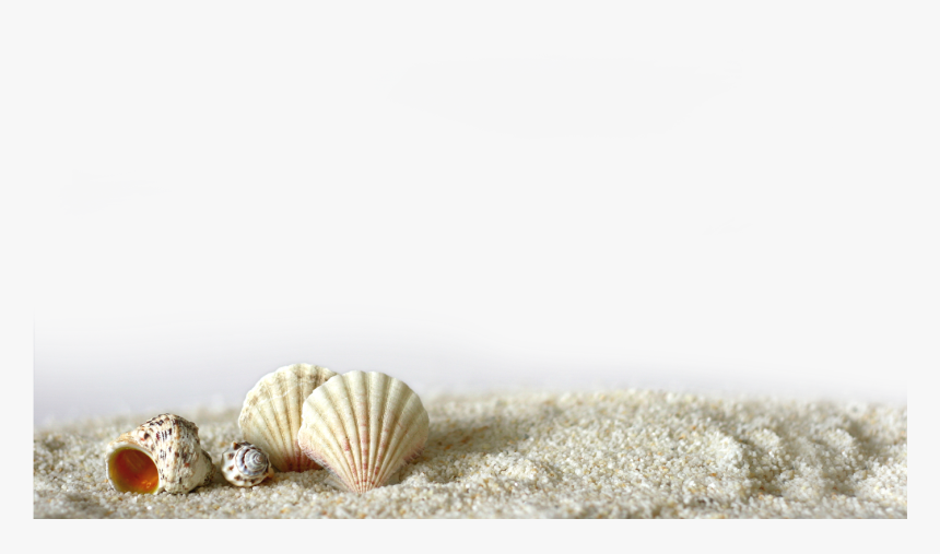 Us Adjustable Retro Wood Bamboo Sunglasses Polarized - Sea Shell Png, Transparent Png