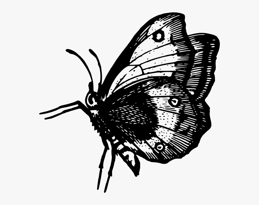 Butterfly In Flight - Butterfly, HD Png Download