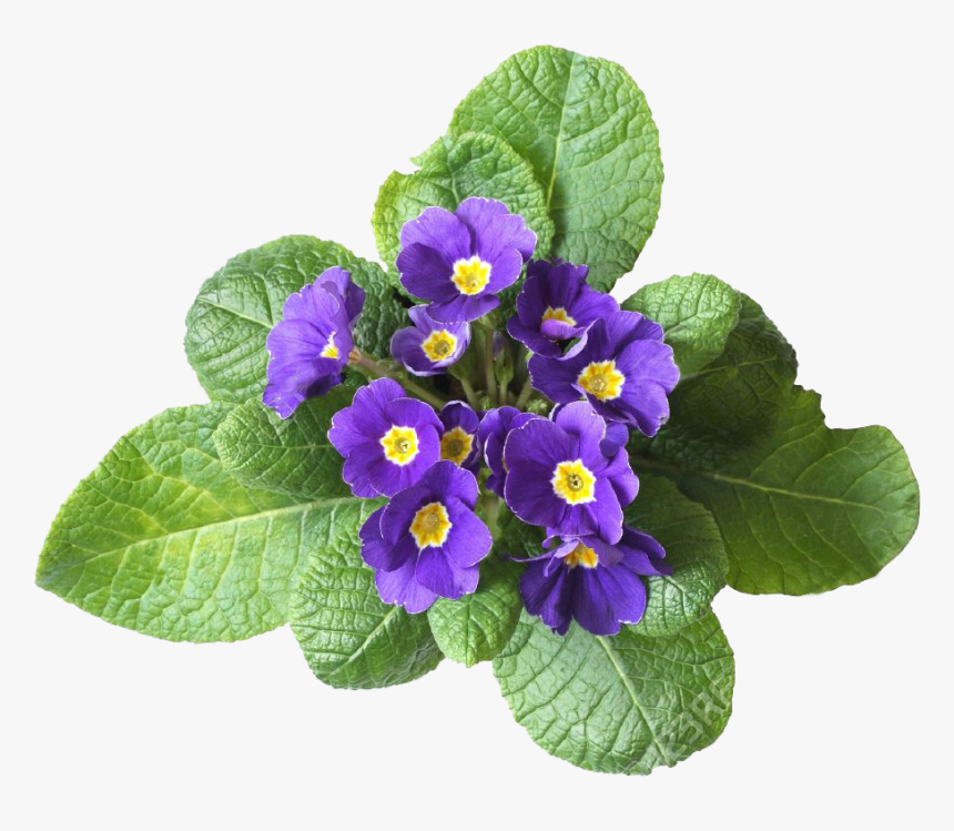 Violet Flower, HD Png Download