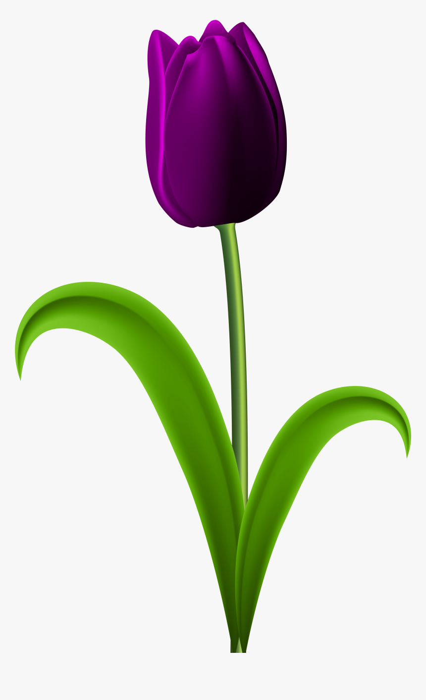 Tulip Transparent Purple - Purple Tulips Flowers Clipart, HD Png Download