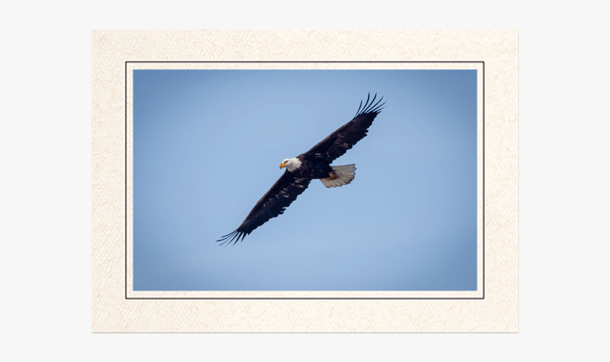 Bald Eagle In Flight - Bald Eagle, HD Png Download