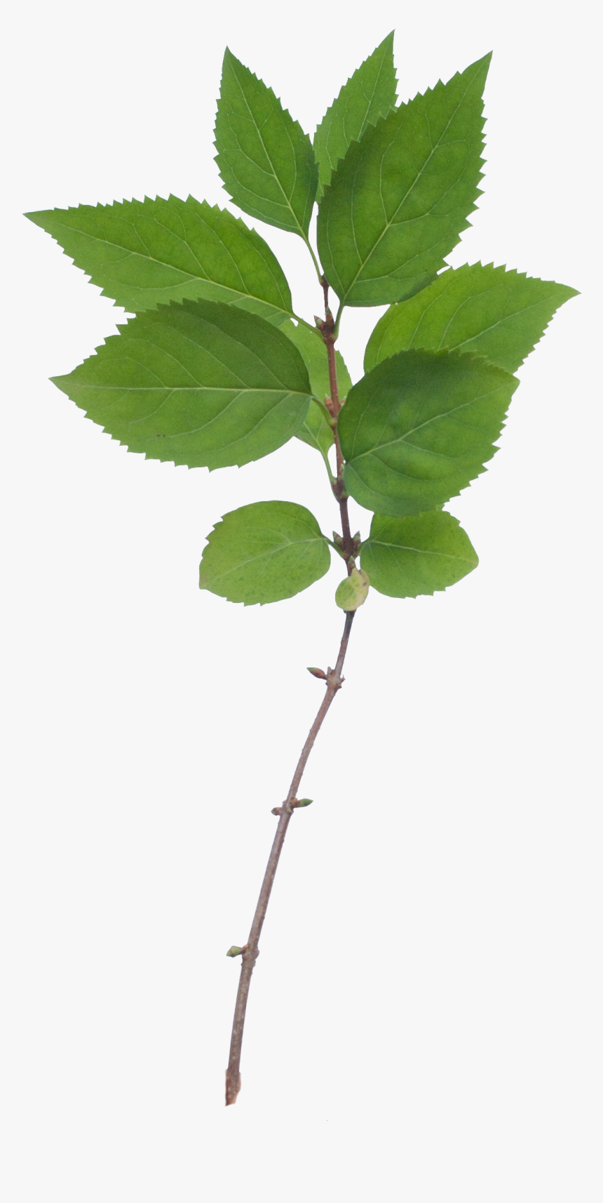 Png Free Stock Paramecij S Vegetation Base Texture - Portable Network Graphics, Transparent Png