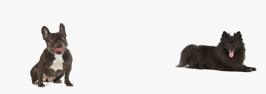 Dogs Png Free Pic - Dogs In Amazon, Transparent Png