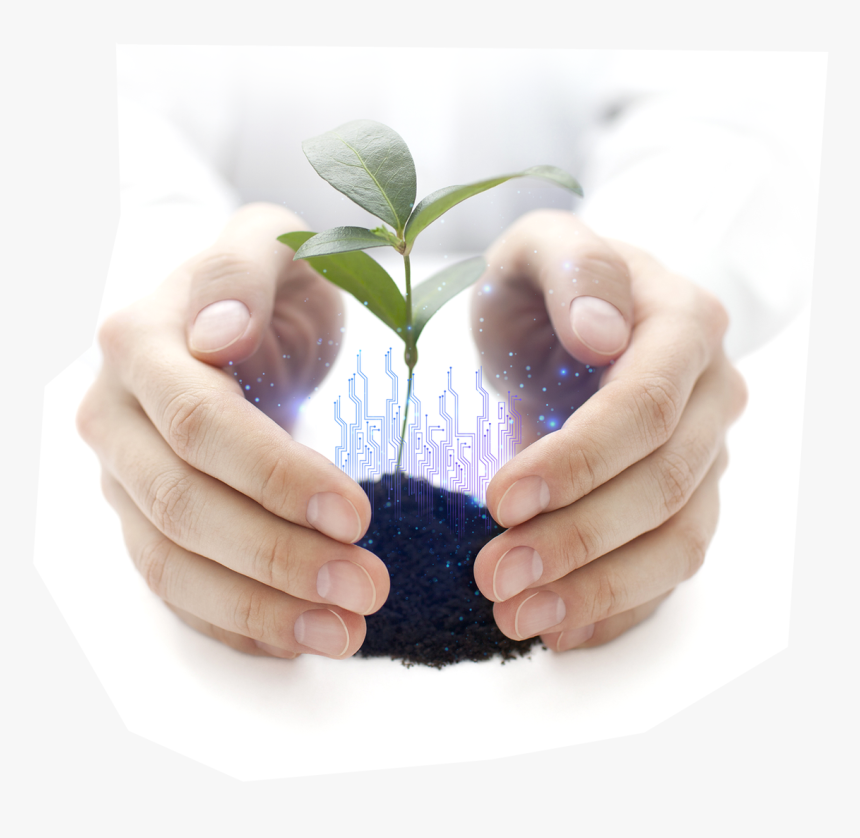 Plant, HD Png Download