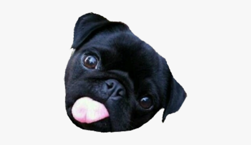Pug, HD Png Download