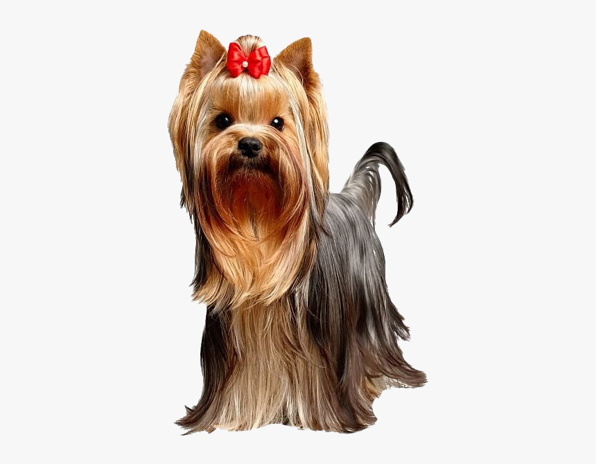 Cute Yorkshire Terrier Dog Transparent - Yorkshire Terrier Png Transparente, Png Download