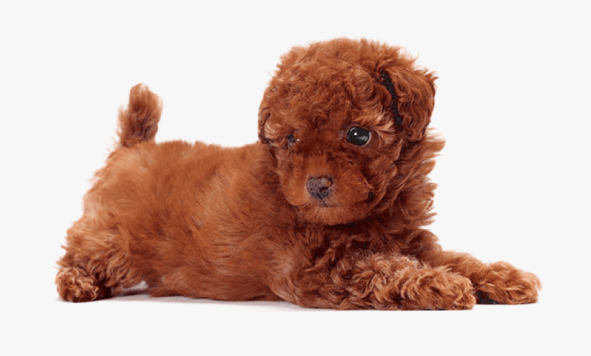 Free Png Download Cute Dogs That Dont Shed Png Images - Toy Poodle Dog Breeds, Transparent Png