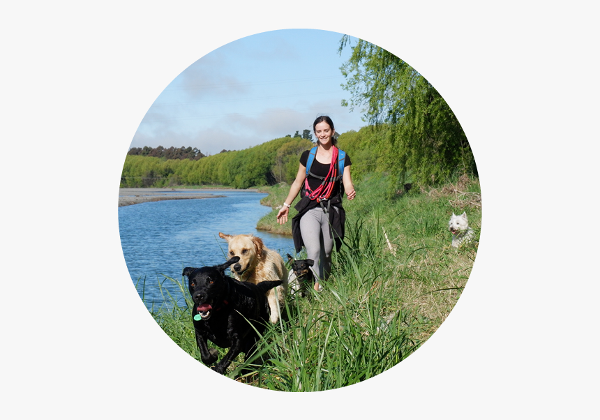 42629478 459702587853465 6955811707532869632 N - Companion Dog, HD Png Download