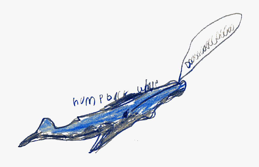 20 Humpback - Whale, HD Png Download