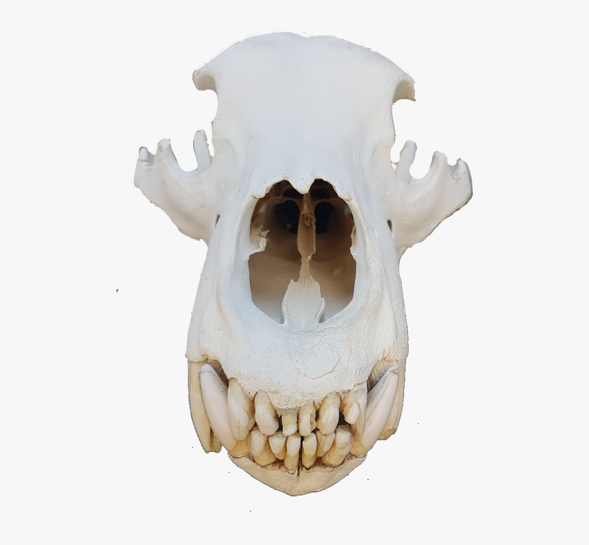 Bear Skull Png - Skull, Transparent Png