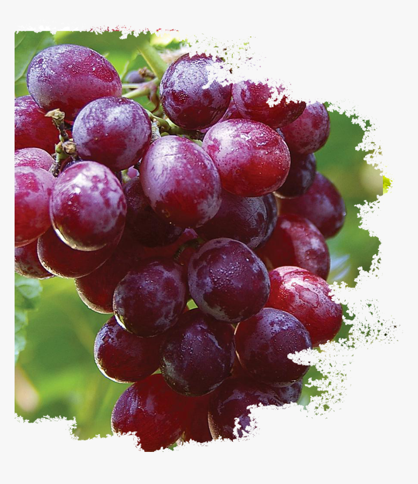 Food Start With X, HD Png Download