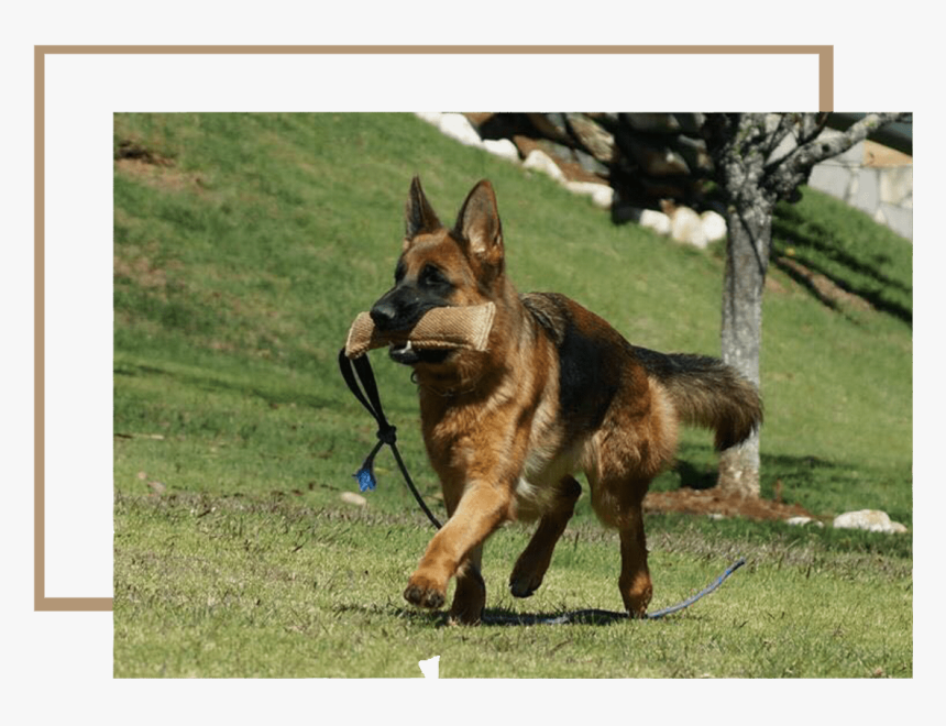 Old German Shepherd Dog, HD Png Download